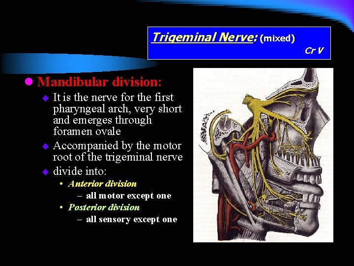 Trigeminal Nerve: (mixed) l Mandibular division: It is the nerve for the first pharyngeal