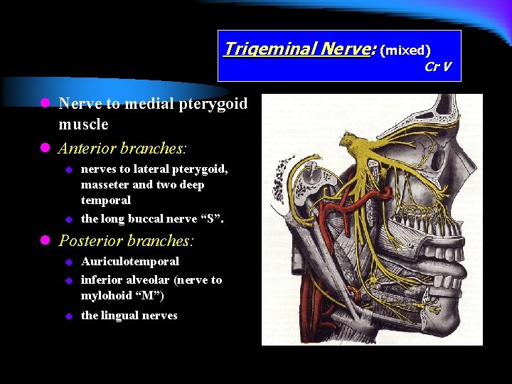 Trigeminal Nerve: (mixed) Cr V l Nerve to medial pterygoid muscle l Anterior branches: