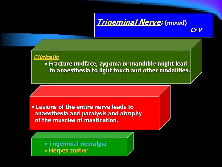 Trigeminal Nerve: (mixed) Clinically • Fracture midface, zygoma or mandible might lead Cr V