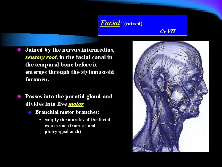 Facial: (mixed) Cr VII l Joined by the nervus intermedius, sensory root, in the