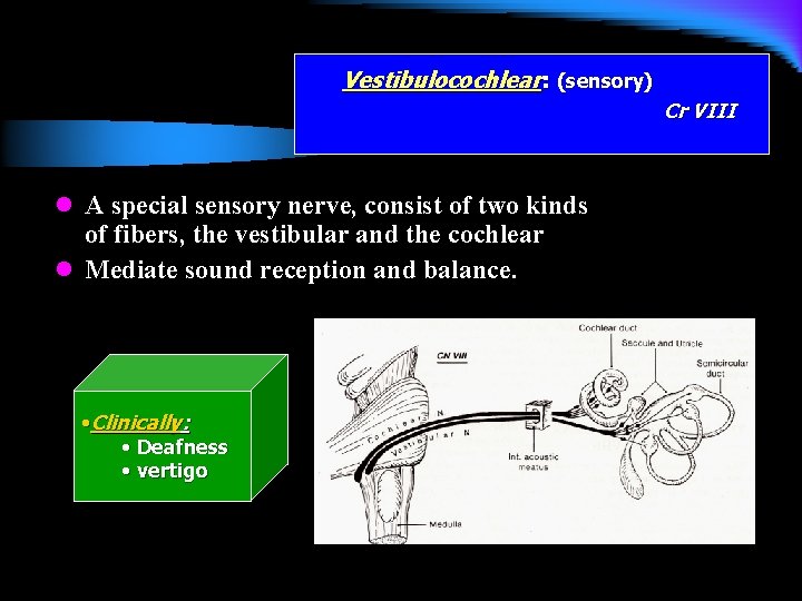 Vestibulocochlear: (sensory) Cr VIII l A special sensory nerve, consist of two kinds of