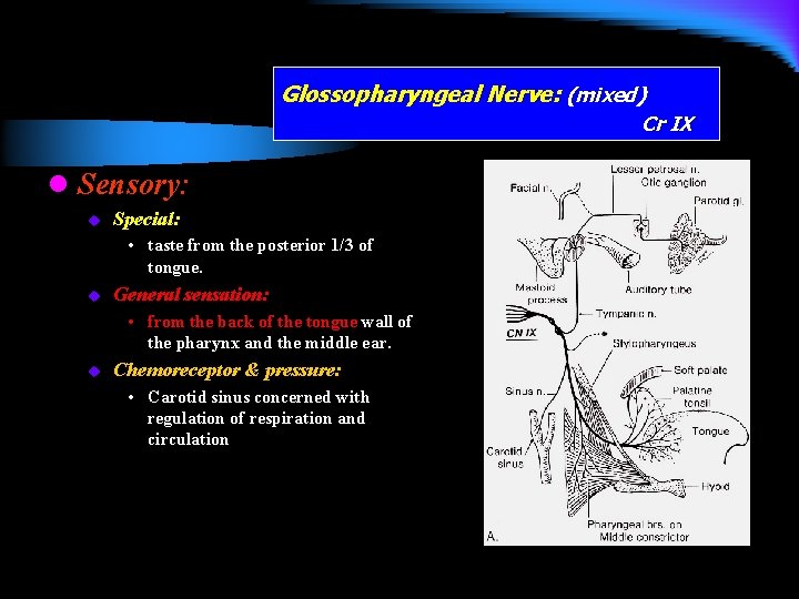 Glossopharyngeal Nerve: (mixed) Cr IX l Sensory: u Special: • taste from the posterior