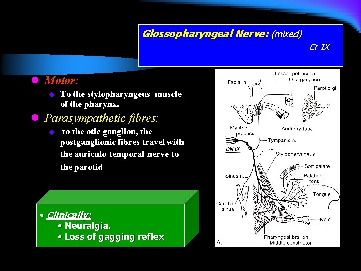 Glossopharyngeal Nerve: (mixed) Cr IX l Motor: u To the stylopharyngeus muscle of the