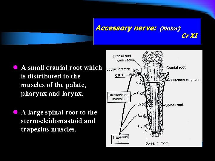 Accessory nerve: l A small cranial root which is distributed to the muscles of