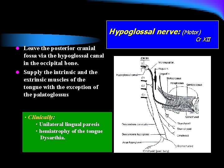 Hypoglossal nerve: (Motor) Cr XII l Leave the posterior cranial fossa via the hypoglossal