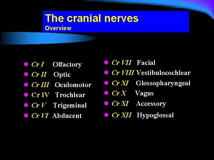 The cranial nerves Overview l Cr III l Cr IV l Cr VI Olfactory
