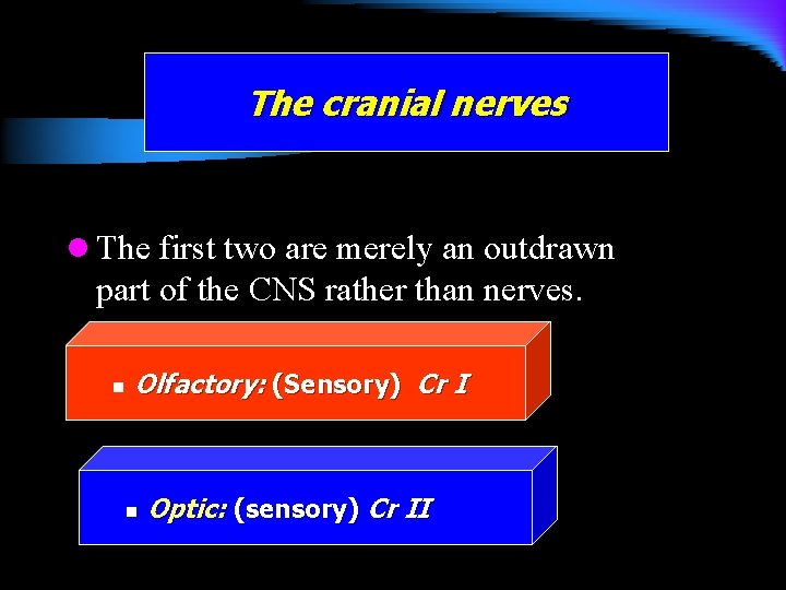 The cranial nerves l The first two are merely an outdrawn part of the