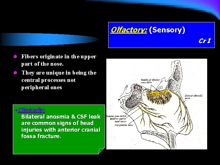 Olfactory: (Sensory) Cr I l Fibers originate in the upper part of the nose.