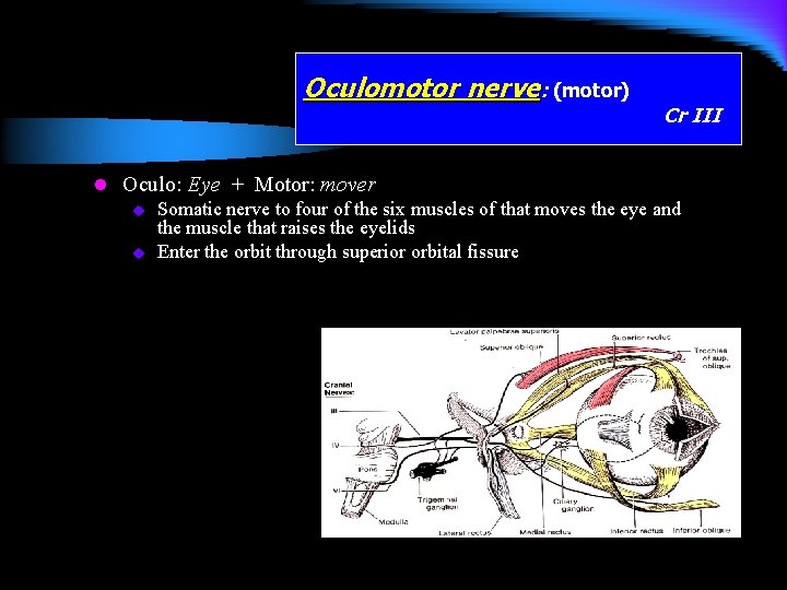 Oculomotor nerve: (motor) Cr III l Oculo: Eye + Motor: mover u Somatic nerve