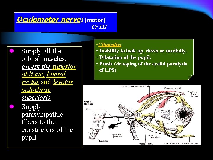 Oculomotor nerve: (motor) Cr III l l Supply all the orbital muscles, except the