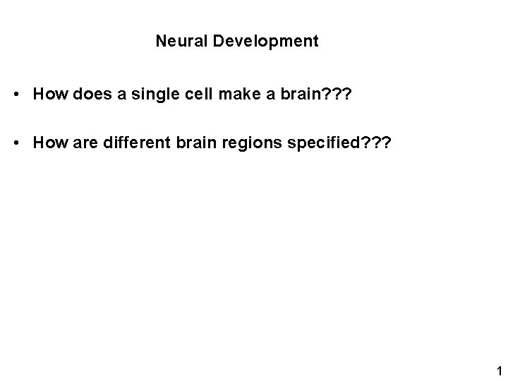 Neural Development How does a single cell make