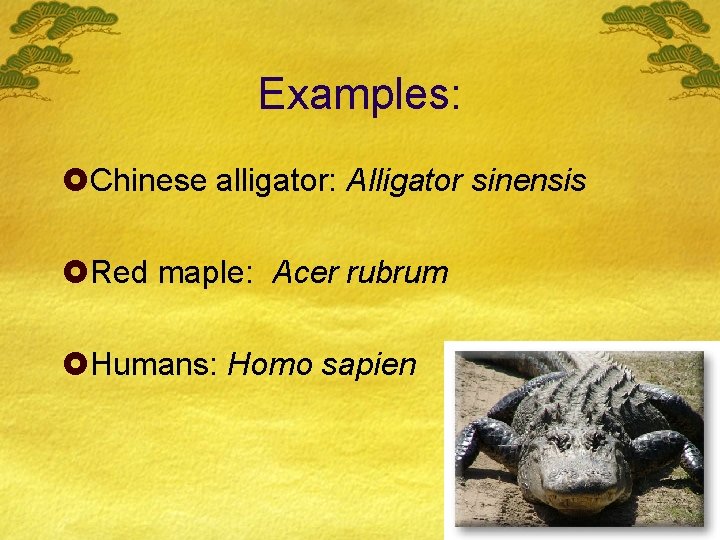 Examples: £Chinese alligator: Alligator sinensis £Red maple: Acer rubrum £Humans: Homo sapien 