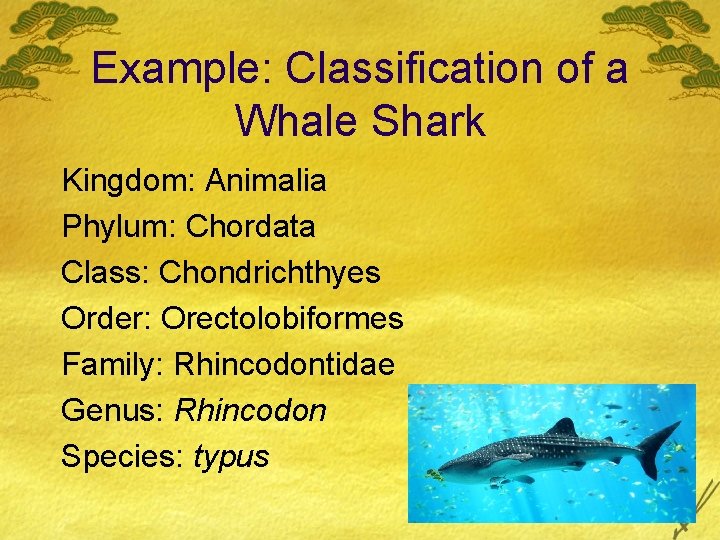 Example: Classification of a Whale Shark Kingdom: Animalia Phylum: Chordata Class: Chondrichthyes Order: Orectolobiformes