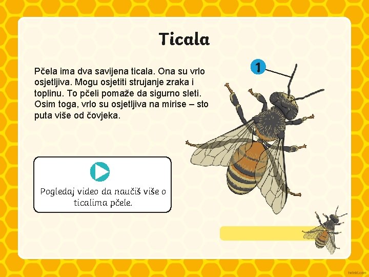 Ticala Pčela ima dva savijena ticala. Ona su vrlo osjetljiva. Mogu osjetiti strujanje zraka