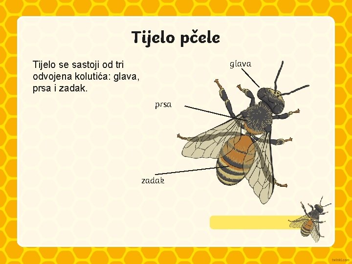 Tijelo pčele glava Tijelo se sastoji od tri odvojena kolutića: glava, prsa i zadak.