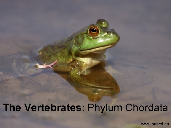The Vertebrates: Phylum Chordata www. onacd. ca 
