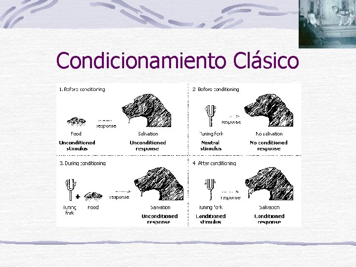 Condicionamiento Clásico 