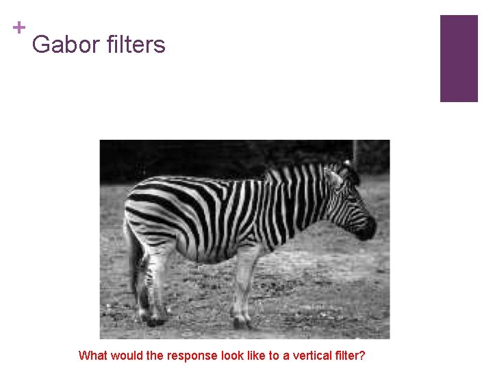 + Gabor filters What would the response look like to a vertical filter? 