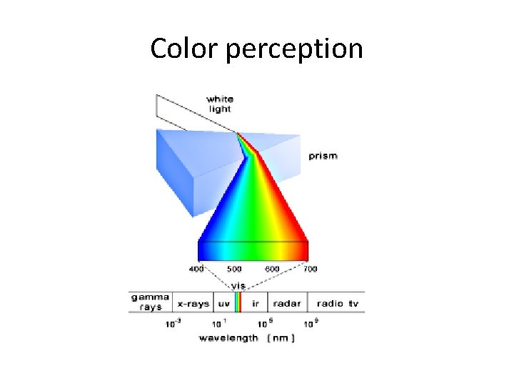 Color perception 