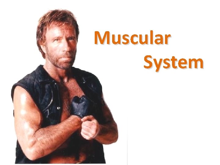 p Muscular System - 