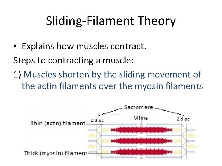 Sliding-Filament Theory • Explains how muscles contract. Steps to contracting a muscle: 1) Muscles