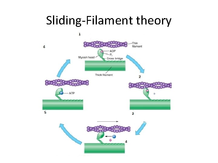 Sliding-Filament theory j 