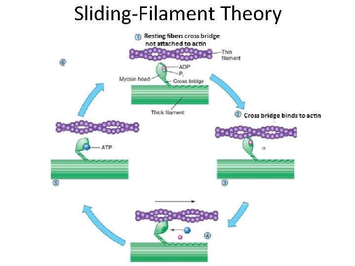 Sliding-Filament Theory j 