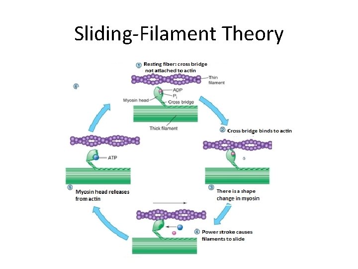 Sliding-Filament Theory j 