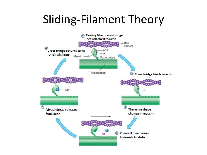 Sliding-Filament Theory j 