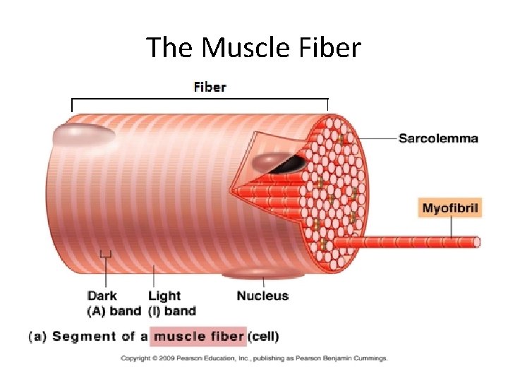 The Muscle Fiber 