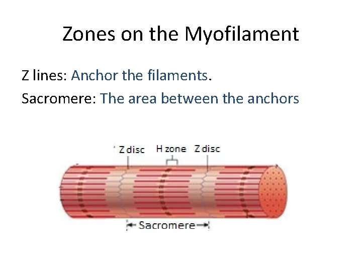 Zones on the Myofilament Z lines: Anchor the filaments. Sacromere: The area between the
