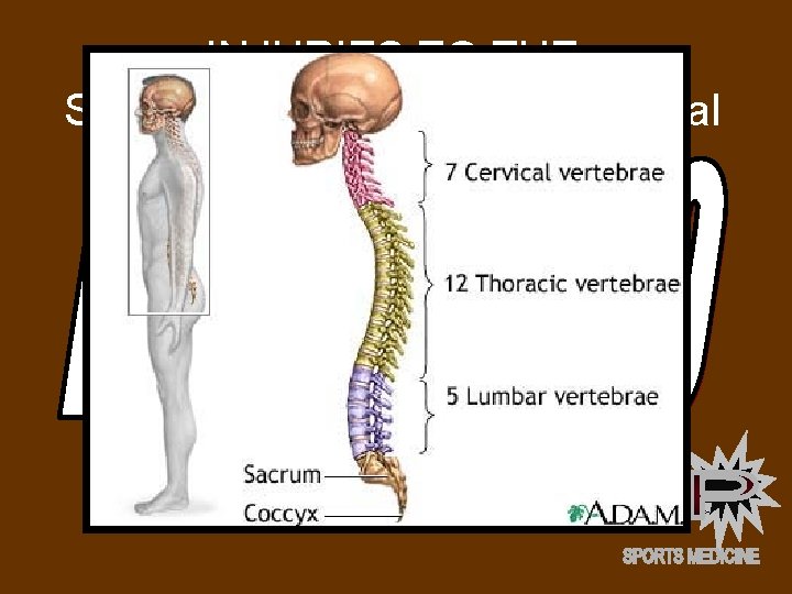 INJURIES TO THE SPINE (Not including the Cervical Spine) • THORACIC SPINE (Including Rib