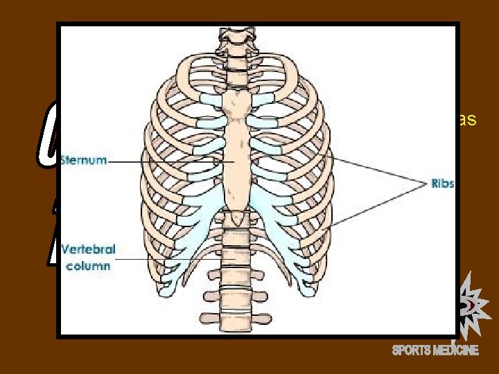 COMMON INJURIES TO THE THORACIC SPINE • Sports injuries to the Thoracic Spine are