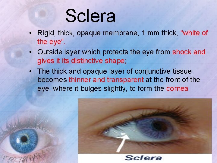 Sclera • Rigid, thick, opaque membrane, 1 mm thick, “white of the eye”. •
