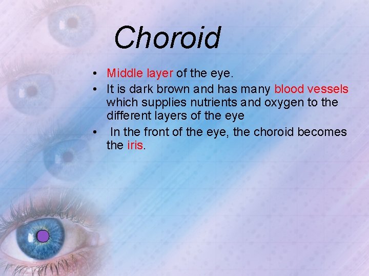 Choroid • Middle layer of the eye. • It is dark brown and has