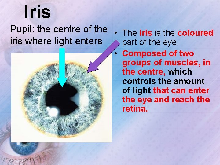 Iris Pupil: the centre of the • The iris is the coloured iris where