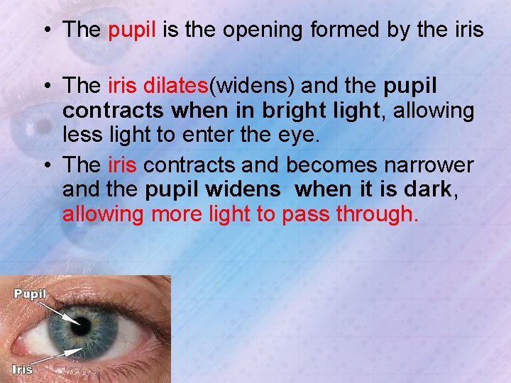  • The pupil is the opening formed by the iris • The iris