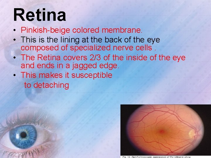 Retina • Pinkish-beige colored membrane. • This is the lining at the back of