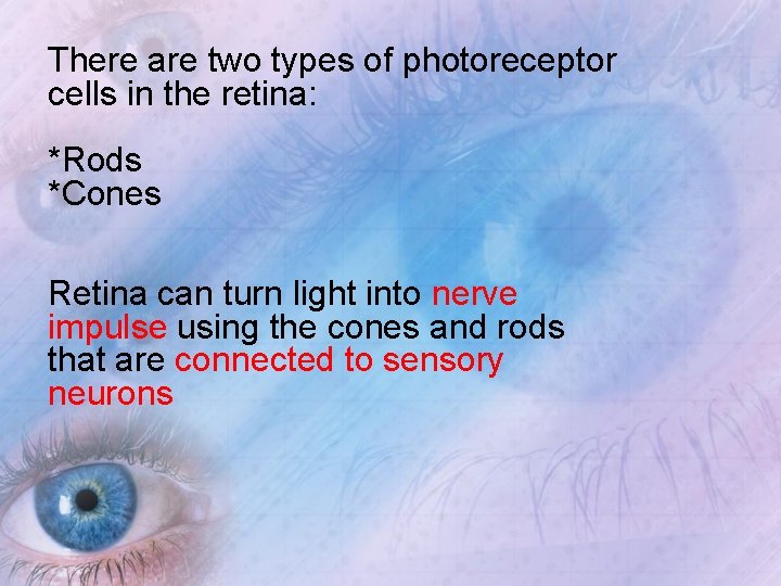 There are two types of photoreceptor cells in the retina: *Rods *Cones Retina can