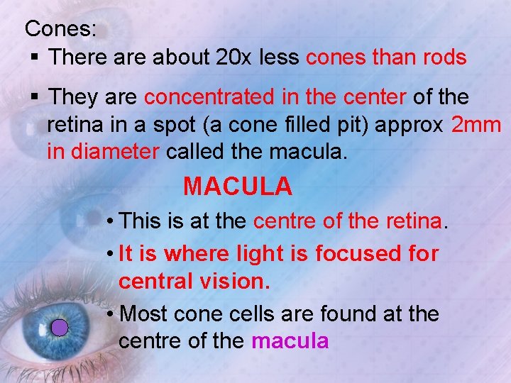 Cones: § There about 20 x less cones than rods § They are concentrated