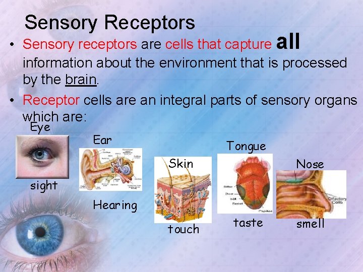 Sensory Receptors • Sensory receptors are cells that capture all information about the environment