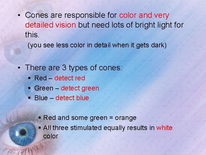  • Cones are responsible for color and very detailed vision but need lots