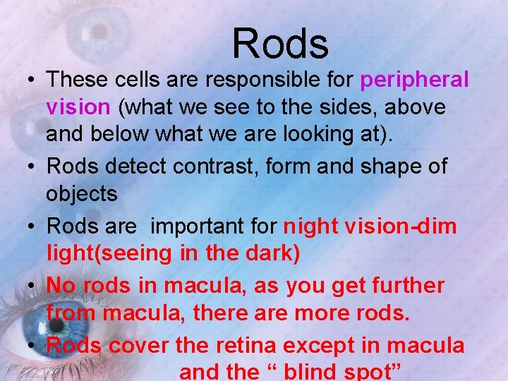 Rods • These cells are responsible for peripheral vision (what we see to the