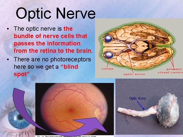 Optic Nerve • The optic nerve is the bundle of nerve cells that passes