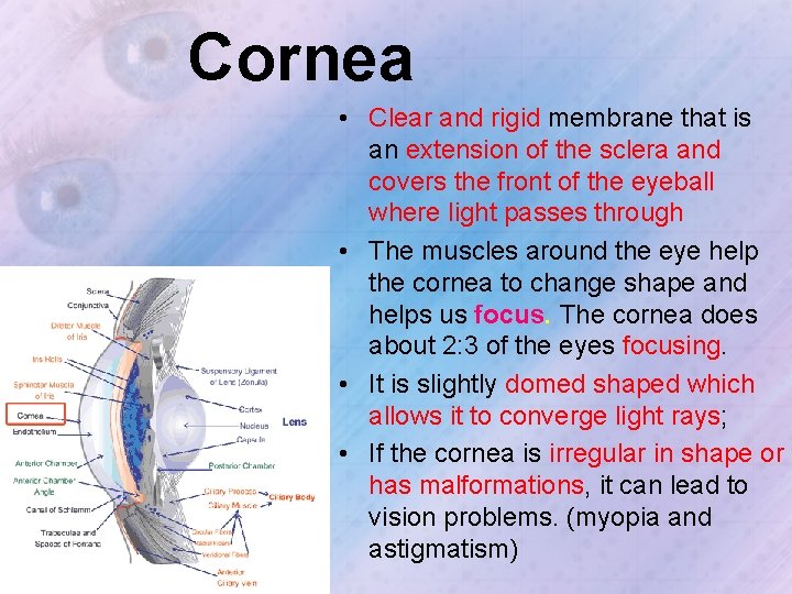 Cornea • Clear and rigid membrane that is an extension of the sclera and