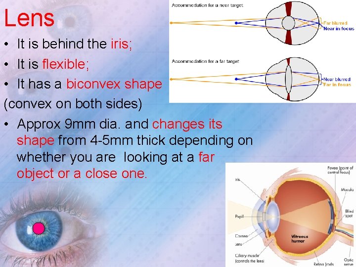 Lens • It is behind the iris; • It is flexible; • It has