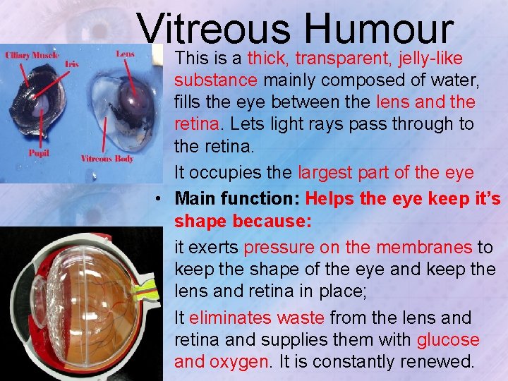 Vitreous Humour • This is a thick, transparent, jelly-like • • substance mainly composed
