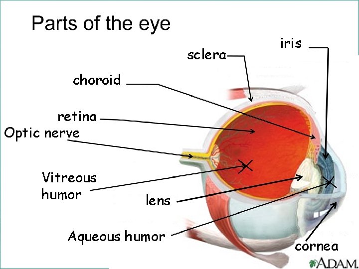 sclera iris choroid retina Optic nerve Vitreous humor lens Aqueous humor cornea 