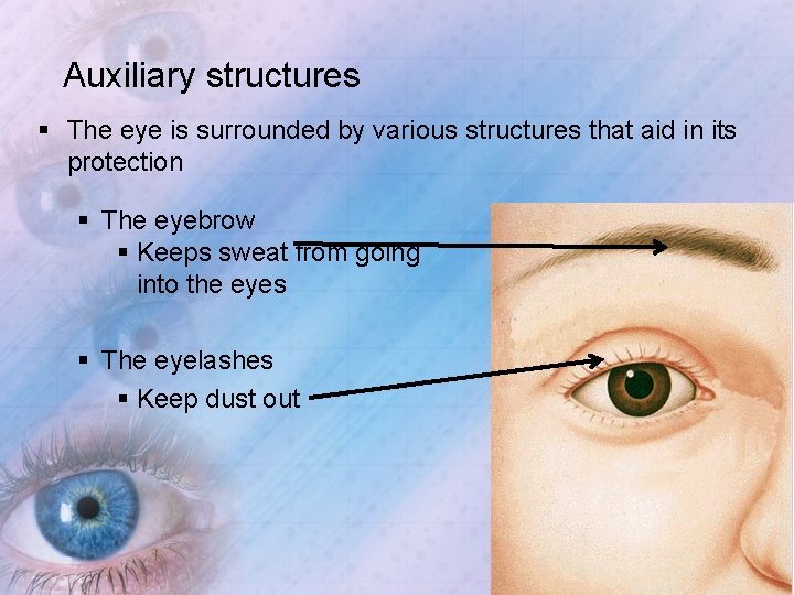 Auxiliary structures § The eye is surrounded by various structures that aid in its