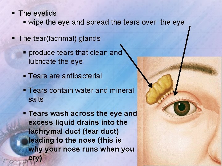 § The eyelids § wipe the eye and spread the tears over the eye